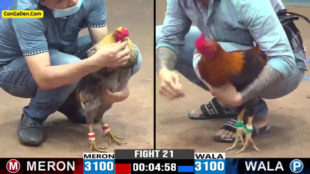 Con Gà Đen Đá Gà Trực Tiếp Thomo Campuchia Từ CPC1 Đến CPC6