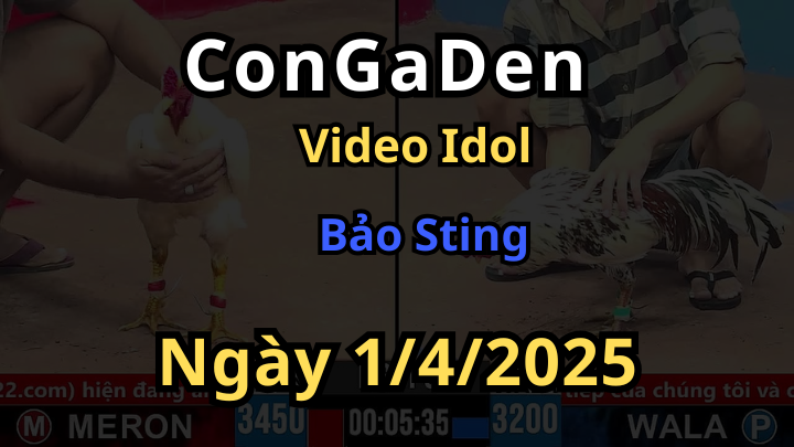 Video của Bảo Sting tại đại hội đá gà cpc3 ngày 1/4/2025