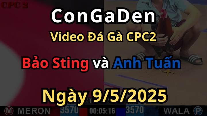 Idol Bảo Sting mãi đỉnh mở bát gom lúa đầy bồ CPC2 9/5/2025